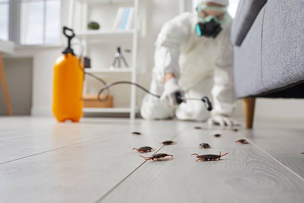 Commercial Kitchen Cockroach Control in Hugo